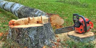 Best Tree Preservation Services  in St Matthews, SC
