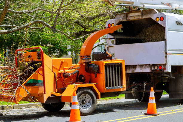 Best Tree Health Inspection  in St Matthews, SC