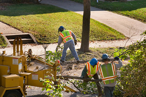 Best Palm Tree Trimming  in St Matthews, SC